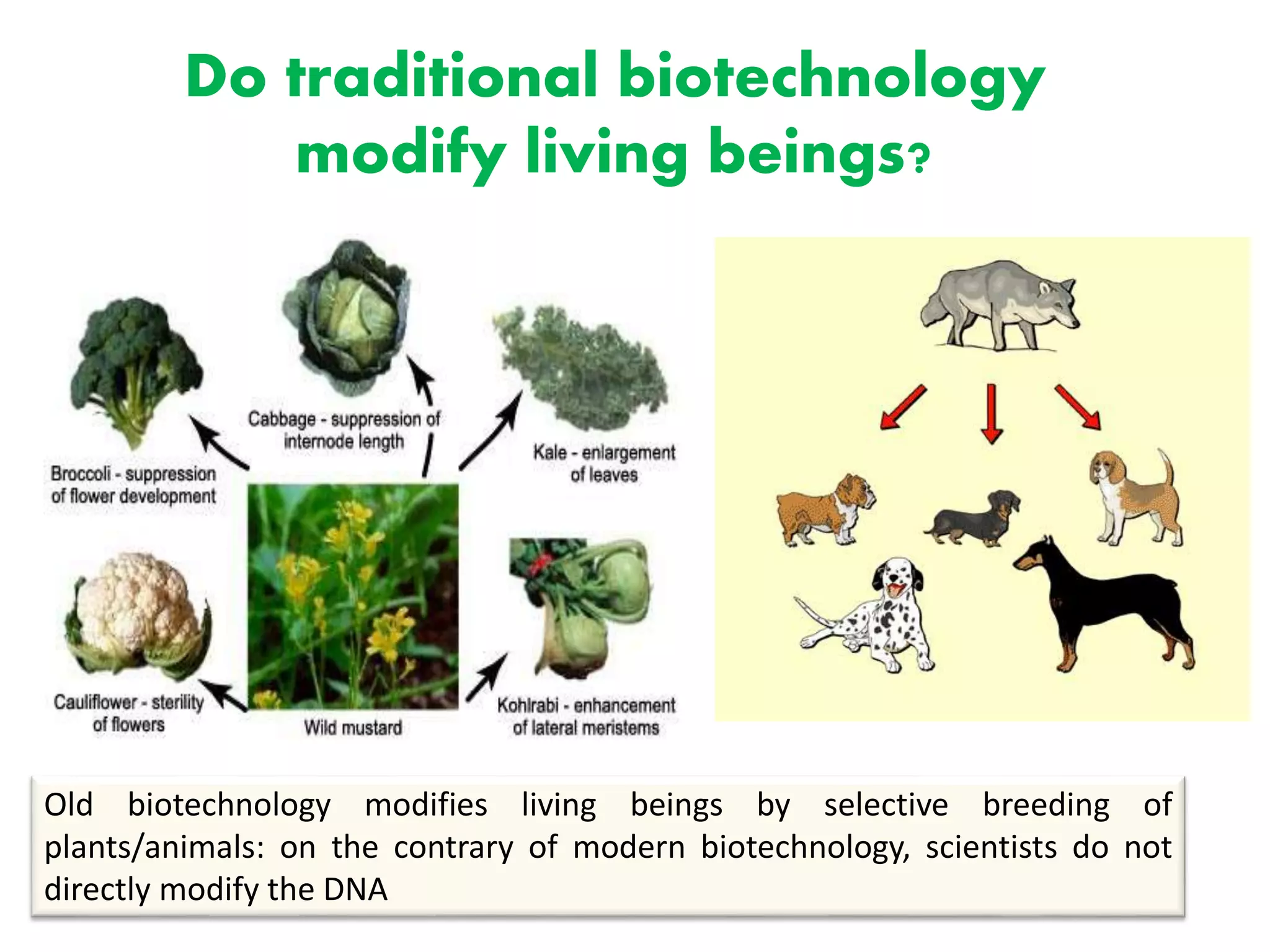 Do traditional biotechnology
modify living beings?
Old biotechnology modifies living beings by selective breeding of
plants/animals: on the contrary of modern biotechnology, scientists do not
directly modify the DNA
 