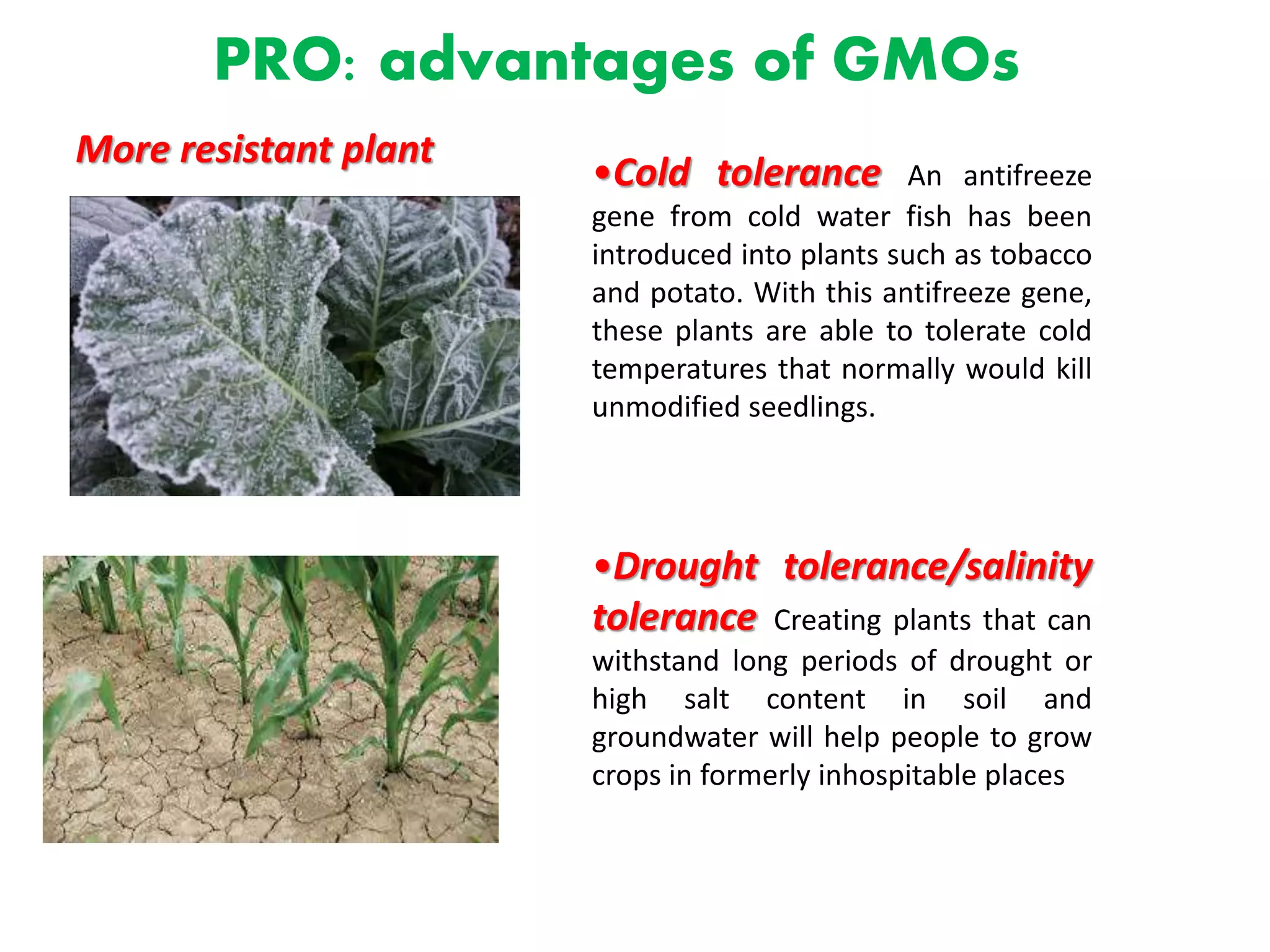 PRO: advantages of GMOs
More resistant plant
•Cold tolerance An antifreeze
gene from cold water fish has been
introduced into plants such as tobacco
and potato. With this antifreeze gene,
these plants are able to tolerate cold
temperatures that normally would kill
unmodified seedlings.
•Drought tolerance/salinity
tolerance Creating plants that can
withstand long periods of drought or
high salt content in soil and
groundwater will help people to grow
crops in formerly inhospitable places
 