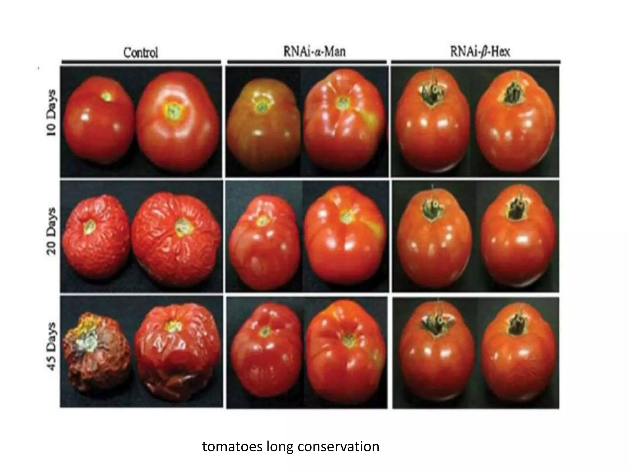 tomatoes long conservation
 