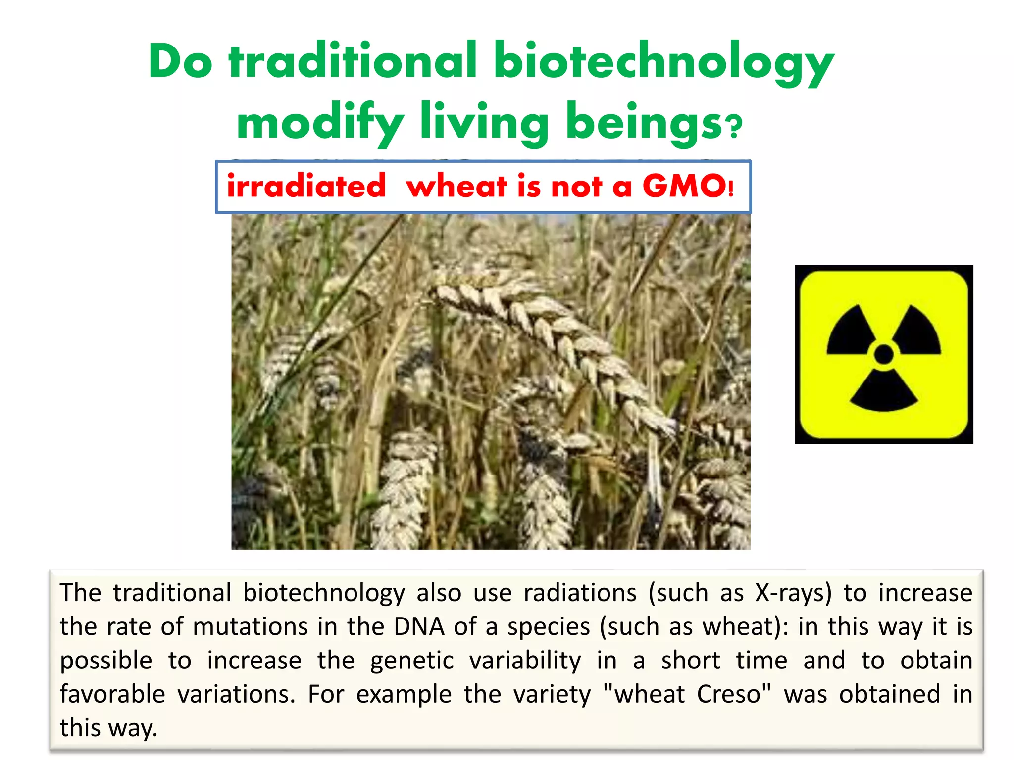 Do traditional biotechnology
modify living beings?
The traditional biotechnology also use radiations (such as X-rays) to increase
the rate of mutations in the DNA of a species (such as wheat): in this way it is
possible to increase the genetic variability in a short time and to obtain
favorable variations. For example the variety "wheat Creso" was obtained in
this way.
irradiated wheat is not a GMO!
 