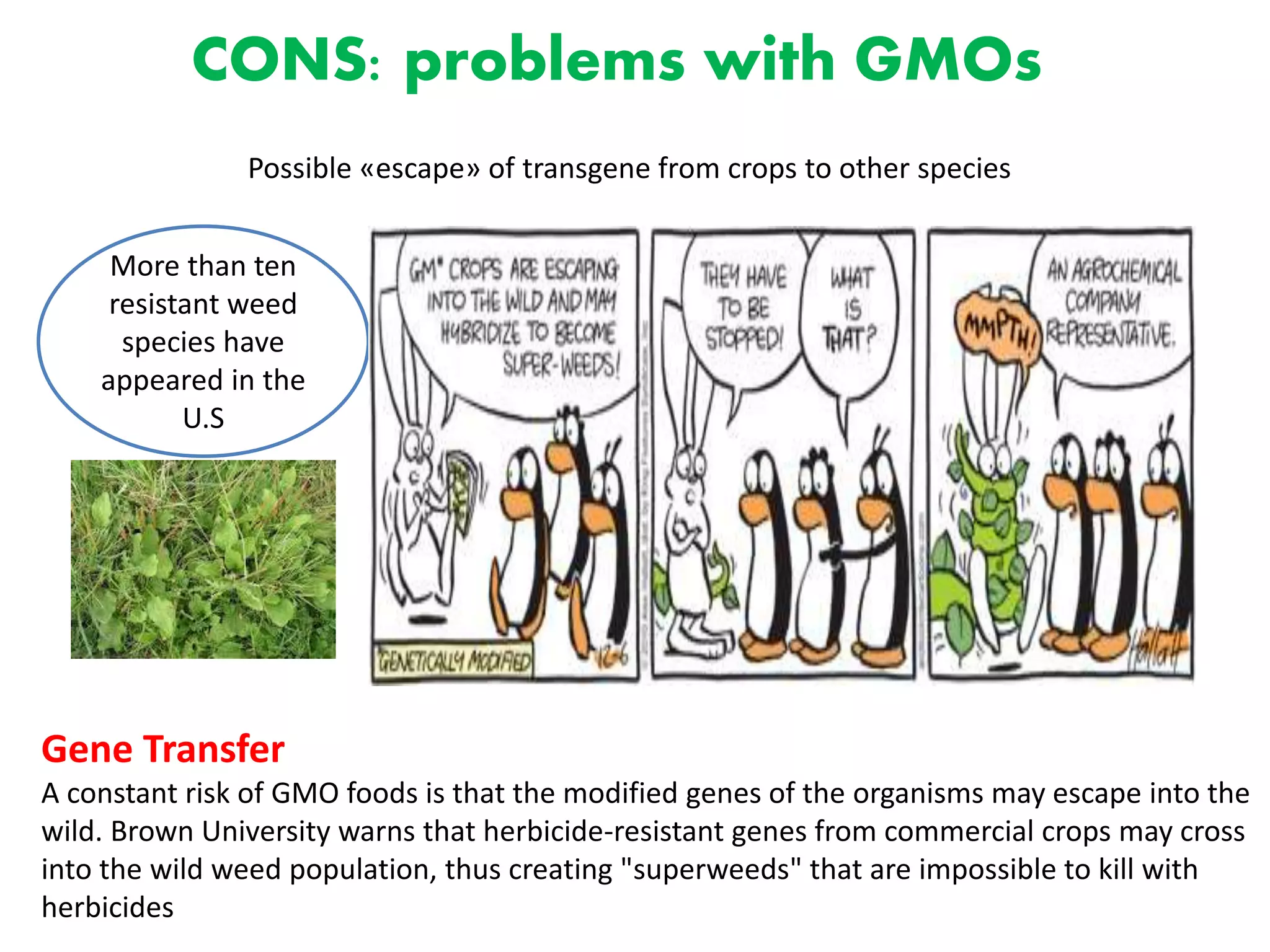 CONS: problems with GMOs
Possible «escape» of transgene from crops to other species
Gene Transfer
A constant risk of GMO foods is that the modified genes of the organisms may escape into the
wild. Brown University warns that herbicide-resistant genes from commercial crops may cross
into the wild weed population, thus creating "superweeds" that are impossible to kill with
herbicides
More than ten
resistant weed
species have
appeared in the
U.S
 