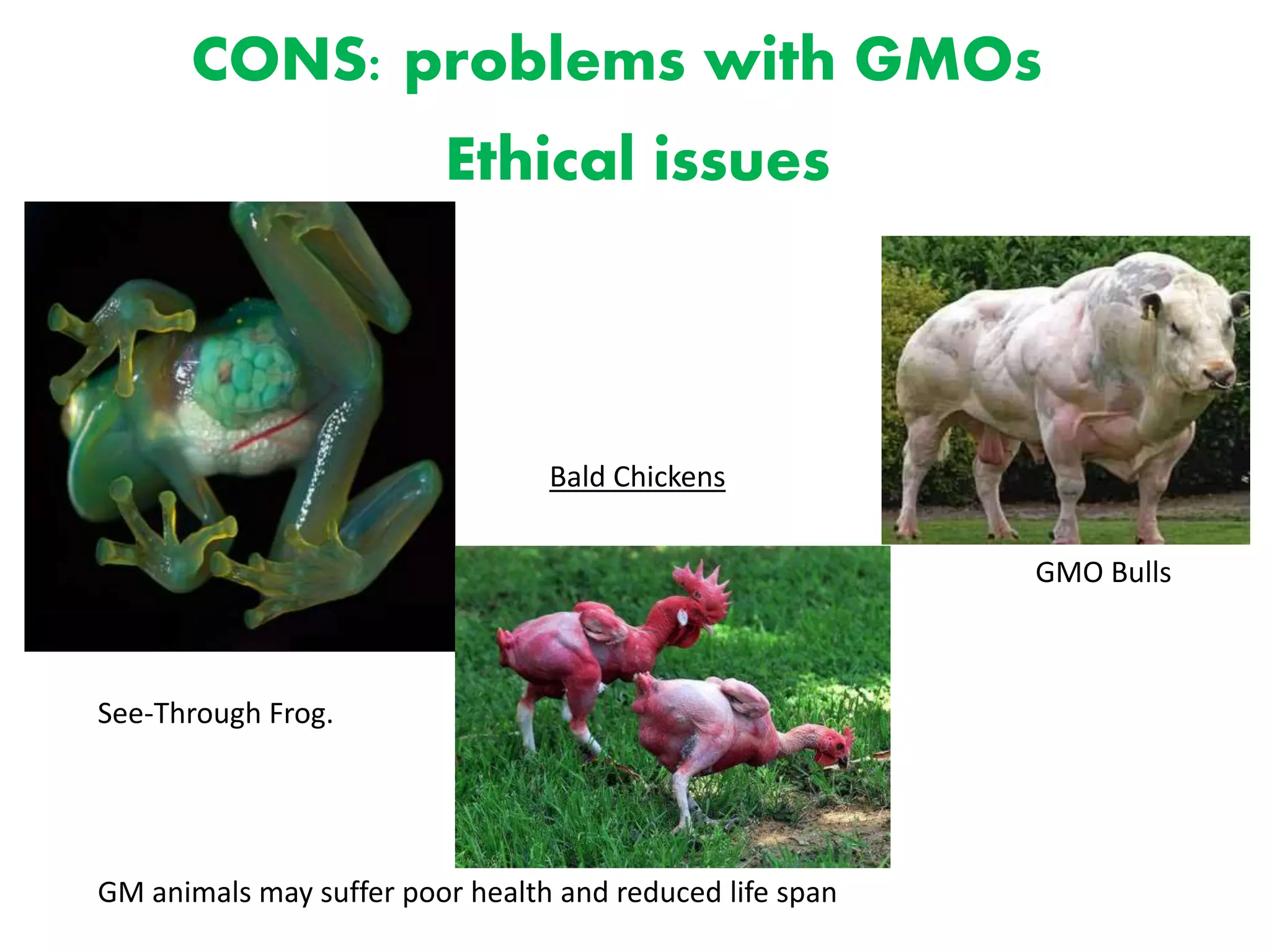 CONS: problems with GMOs
Ethical issues
See-Through Frog.
GMO Bulls
GM animals may suffer poor health and reduced life span
Bald Chickens
 
