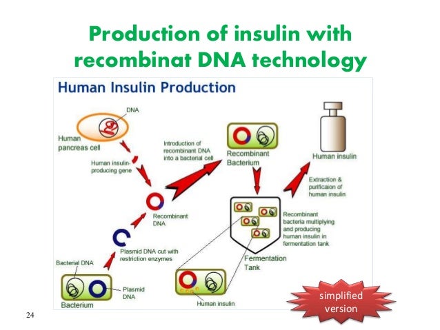 development of insulin using recombinant dna technologies Human insulin manufactured using recombinant dna technology has growth and development in of human insulin (recombinant dna) in patients. development of insulin using recombinant dna technologies Human insulin manufactured using recombinant dna technology has growth and development in of human insulin (recombinant dna) in patients.