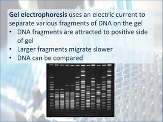 Gel electrophoresis uses an electric current to
separate various fragments of DNA on the gel
• DNA fragments are attracted to positive side
of gel
• Larger fragments migrate slower
• DNA can be compared
11
CC VIDEO: #17:
Evolution,
Development
Chicken Teeth
 