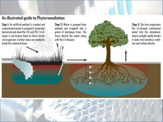 PLANTS
Polyploidy- doubling a genome- gives rise to
organisms with multiple sets of chromosomes
-common in nature, creating new variations or even
speciation (30-80% angiosperms)
-scientists can also induce
21
 