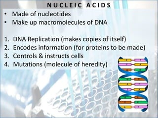 N U C L E I C A C I D S
• Made of nucleotides
• Make up macromolecules of DNA
1. DNA Replication (makes copies of itself)
2. Encodes information (for proteins to be made)
3. Controls & instructs cells
4. Mutations (molecule of heredity)
3
 