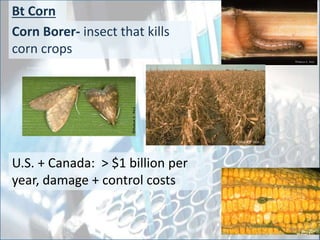 European Corn Borer
Corn Borer- insect that kills
corn crops
U.S. + Canada: > $1 billion per
year, damage + control costs
Bt Corn
40
 