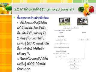  ขั้นตอนการถ่ายฝากตัวอ่อน
1. คัดเลือกแม่พันธุ์ที่ดีเป็น
ตัวให้ และคัดเลือกตัวเมีย
ที่จะเป็นตัวรับหลายๆ ตัว
2. ฉีดฮอร์โมนกระให้กับ
แม่พันธุ์ (ตัวให้) และตัวเมีย
อื่นๆ (ตัวรับ) ให้เป็นสัด
พร้อมๆ กัน
3. ฉีดฮอร์โมนกระตุ้นให้กับ
แม่พันธุ์ (ตัวให้) ให้ตกไข่
จานวนมาก
2.2 การถ่ายฝากตัวอ่อน (embryo transfer)
 