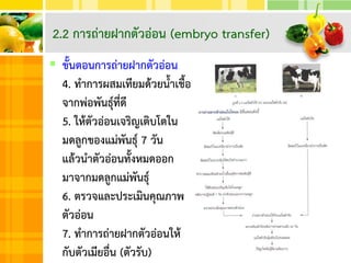  ขั้นตอนการถ่ายฝากตัวอ่อน
4. ทาการผสมเทียมด้วยน้าเชื้อ
จากพ่อพันธุ์ที่ดี
5. ให้ตัวอ่อนเจริญเติบโตใน
มดลูกของแม่พันธุ์ 7 วัน
แล้วนาตัวอ่อนทั้งหมดออก
มาจากมดลูกแม่พันธุ์
6. ตรวจและประเมินคุณภาพ
ตัวอ่อน
7. ทาการถ่ายฝากตัวอ่อนให้
กับตัวเมียอื่น (ตัวรับ)
2.2 การถ่ายฝากตัวอ่อน (embryo transfer)
 