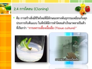  คือ การสร้างสิ่งมีชีวิตใหม่ที่มีลักษณะทางพันธุกรรมเหมือนกันทุก
ประการกับต้นแบบ ในพืชได้มีการทาโคลนสาเร็จมาหลายปีแล้ว
ที่เรียกว่า “การเพราะเลี้ยงเนื้อเยื่อ (Tissue culture)”
2.4 การโคลน (Cloning)
 