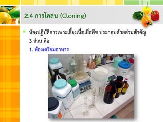  ห้องปฏิบัติการเพาะเลี้ยงเนื้อเยื่อพืช ประกอบด้วยส่วนสาคัญ
3 ส่วน คือ
1. ห้องเตรียมอาหาร
2.4 การโคลน (Cloning)
 