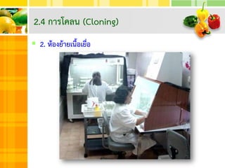  2. ห้องย้ายเนื้อเยื่อ
2.4 การโคลน (Cloning)
 