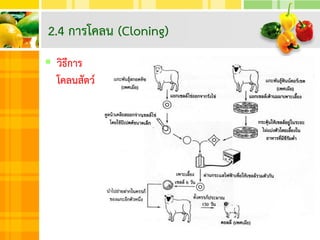  วิธีการ
โคลนสัตว์
2.4 การโคลน (Cloning)
 