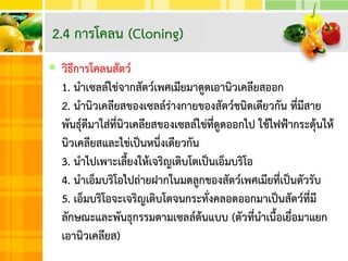  วิธีการโคลนสัตว์
1. นาเซลล์ไข่จากสัตว์เพศเมียมาดูดเอานิวเคลียสออก
2. นานิวเคลียสของเซลล์ร่างกายของสัตว์ชนิดเดียวกัน ที่มีสาย
พันธุ์ดีมาใส่ที่นิวเคลียสของเซลล์ไข่ที่ดูดออกไป ใช้ไฟฟ้ากระตุ้นให้
นิวเคลียสและไข่เป็นหนึ่งเดียวกัน
3. นาไปเพาะเลี้ยงให้เจริญเติบโตเป็นเอ็มบริโอ
4. นาเอ็มบริโอไปถ่ายฝากในมดลูกของสัตว์เพศเมียที่เป็นตัวรับ
5. เอ็มบริโอจะเจริญเติบโตจนกระทั่งคลอดออกมาเป็นสัตว์ที่มี
ลักษณะและพันธุกรรมตามเซลล์ต้นแบบ (ตัวที่นาเนื้อเยื่อมาแยก
เอานิวเคลียส)
2.4 การโคลน (Cloning)
 