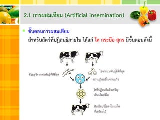  ขั้นตอนการผสมเทียม
สาหรับสัตว์ที่ปฏิสนธิภายใน ได้แก่ โค กระบือ สุกร มีขั้นตอนดังนี้
2.1 การผสมเทียม (Artificial insemination)
 