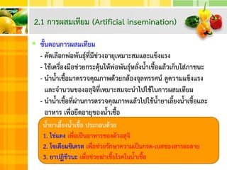  ขั้นตอนการผสมเทียม
- คัดเลือกพ่อพันธุ์ที่มีช่วงอายุเหมาะสมและแข็งแรง
- ใช้เครื่องมือช่วยกระตุ้นให้พ่อพันธุ์หลั่งน้าเชื้อแล้วเก็บใส่ภาชนะ
- นาน้าเชื้อมาตรวจคุณภาพด้วยกล้องจุลทรรศน์ ดูความแข็งแรง
และจานวนของอสุจิที่เหมาะสมจะนาไปใช้ในการผสมเทียม
- นาน้าเชื้อที่ผ่านการตรวจคุณภาพแล้วไปใช้น้ายาเลี้ยงน้าเชื้อและ
อาหาร เพื่อยืดอายุของน้าเชื้อ
2.1 การผสมเทียม (Artificial insemination)
น้ายาเลี้ยงน้าเชื้อ ประกอบด้วย
1. ไข่แดง เพื่อเป็นอาหารของตัวอสุจิ
2. โซเดียมซิเตรต เพื่อช่วยรักษาความเป็นกรด-เบสของสารละลาย
3. ยาปฏิชีวนะ เพื่อช่วยฆ่าเชื้อโรคในน้าเชื้อ
 
