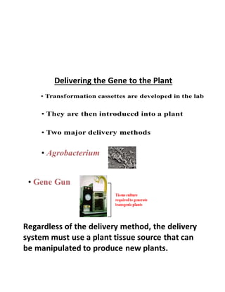 Delivering the Gene to the Plant
Regardless of the delivery method, the delivery
system must use a plant tissue source that can
be manipulated to produce new plants.
 