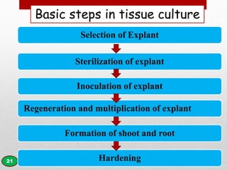 Biotechnology improvement tools in sugarcane crop improvement | PPTX