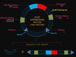 Biotechnology: Yeast Artificial Chromosome Cloning Vector | PPTX