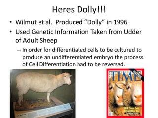 Heres Dolly!!!
• Wilmut et al. Produced “Dolly” in 1996
• Used Genetic Information Taken from Udder
of Adult Sheep
– In order for differentiated cells to be cultured to
produce an undifferentiated embryo the process
of Cell Differentiation had to be reversed.
 