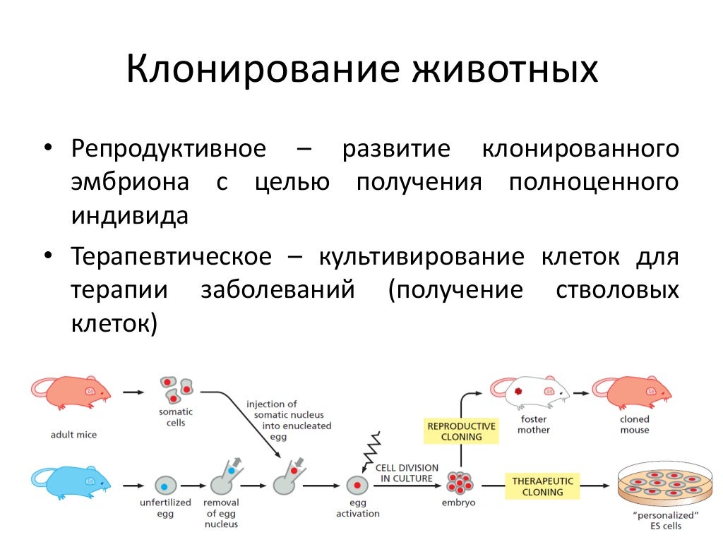 Метод клонирования животных патофизиология. Этапы клонирования овечки долли. Как используют клонирование. Как используют клонирование. Способы клонирования животных.