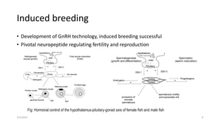Gnrh Fish Biotechnology.pptx