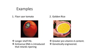 Examples
1. Flavr savr tomato
 Longer shelf life.
 Antisense DNA is introduced
that retards ripening
2. Golden Rice
 Greater pro vitamin A content.
 Genetically engineered.
 