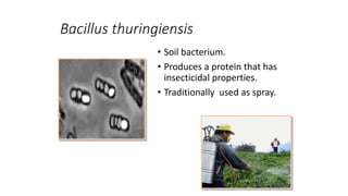 Bacillus thuringiensis
• Soil bacterium.
• Produces a protein that has
insecticidal properties.
• Traditionally used as spray.
 