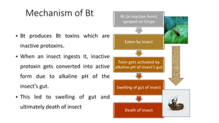 Mechanism of Bt
• Bt produces Bt toxins which are
inactive protoxins.
• When an insect ingests it, inactive
protoxin gets converted into active
form due to alkaline pH of the
insect’s gut.
• This led to swelling of gut and
ultimately death of insect
Bt (in inactive form)
sprayed on Crops
Eaten by insect
Toxin gets activated by
alkaline pH of insect’s gut
Swelling of gut of insect
Death of insect
 
