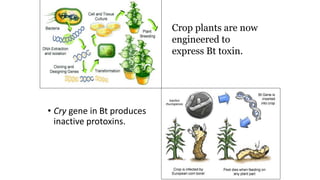 • Cry gene in Bt produces
inactive protoxins.
Crop plants are now
engineered to
express Bt toxin.
 