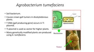 Agrobacterium tumefaciens
• Soil bacterium.
• Causes crown gall tumors in dicotyledonous
plants.
• T DNA (gall producing gene) occurs in Ti
plasmid.
• Ti plasmid is used as vector for higher plants.
• Many genetically modified plants are produced
using A. tumifaciens.
Tumor
Mechanism
 
