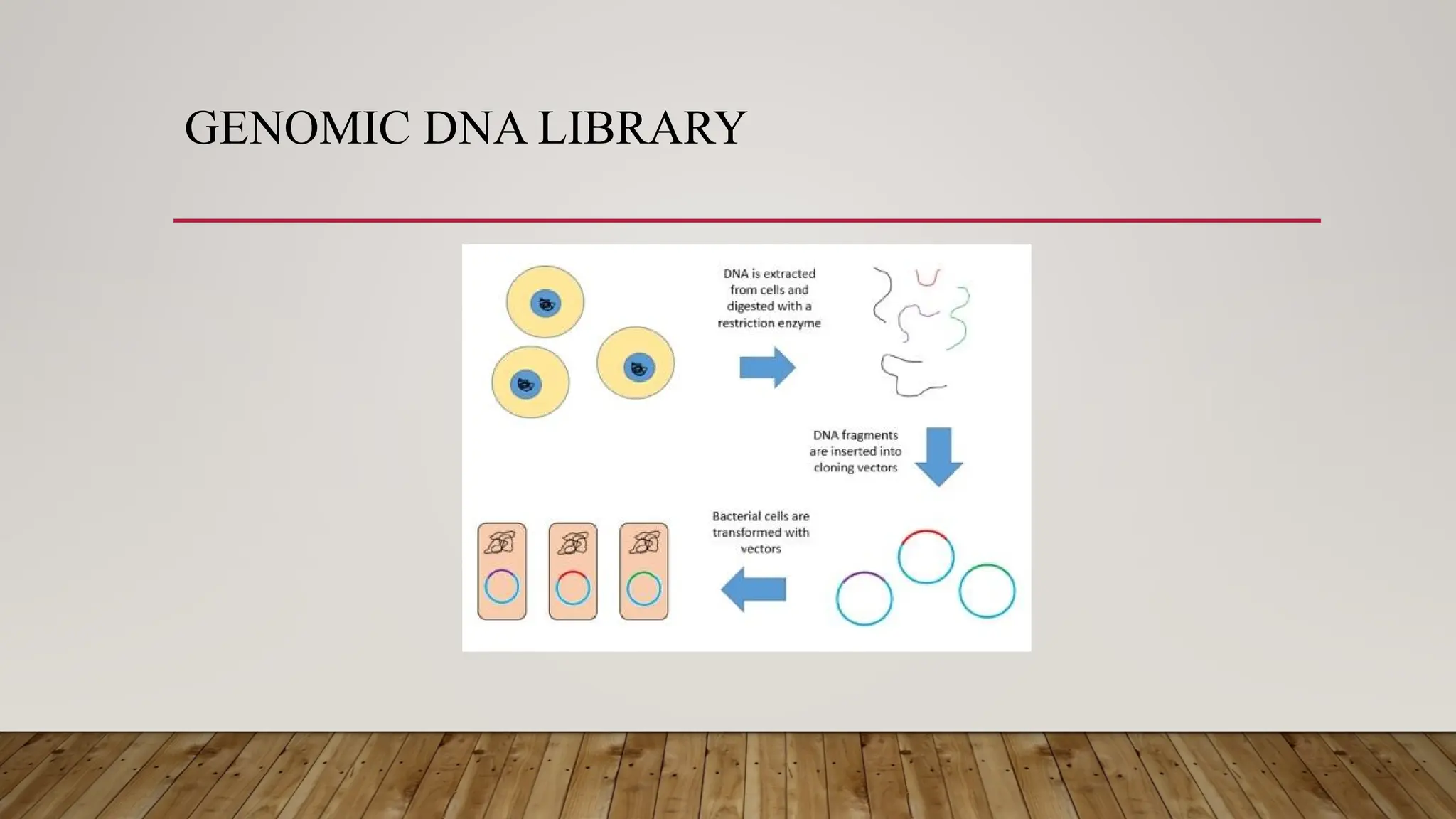 GENOMIC DNA LIBRARY
 