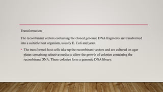 Transformation
The recombinant vectors containing the cloned genomic DNA fragments are transformed
into a suitable host organism, usually E. Coli and yeast.
• The transformed host cells take up the recombinant vectors and are cultured on agar
plates containing selective media to allow the growth of colonies containing the
recombinant DNA. These colonies form a genomic DNA library.
 