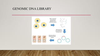 GENOMIC DNA LIBRARY
 