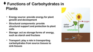 structure and function of carbohydrates in plants | PPTX