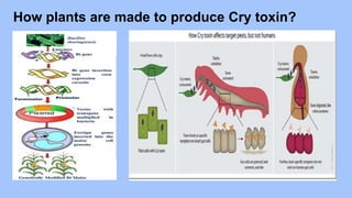 How plants are made to produce Cry toxin?
 