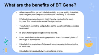 What are the benefits of BT Gene?
• Advantages of this genus include the ability to grow rapidly, tolerate a
wide range of physiological conditions and the ability to sporulate.
• It helps in improving the crop yield, thereby, raising the farmer’s
income. This results in increased farm production.
• They help in controlling soil pollution as the use of synthetic pesticides
is reduced.
• Bt crops help in protecting beneficial insects.
• It can easily feed an increasing population due to increased yields of
BT crops in a short time.
• It leads to the production of disease-free crops owing to the reduction
of pesticides.
• It leads to more productivity in a small area of land.
 