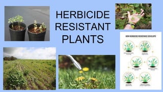 HERBICIDE
RESISTANT
PLANTS
 