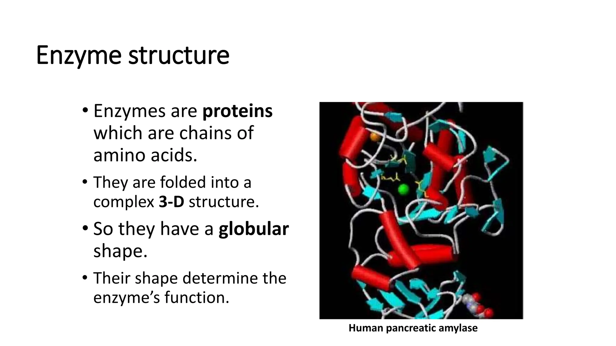Enzyme structure
• Enzymes are proteins
which are chains of
amino acids.
• They are folded into a
complex 3-D structure.
• So they have a globular
shape.
• Their shape determine the
enzyme’s function.
Human pancreatic amylase
 