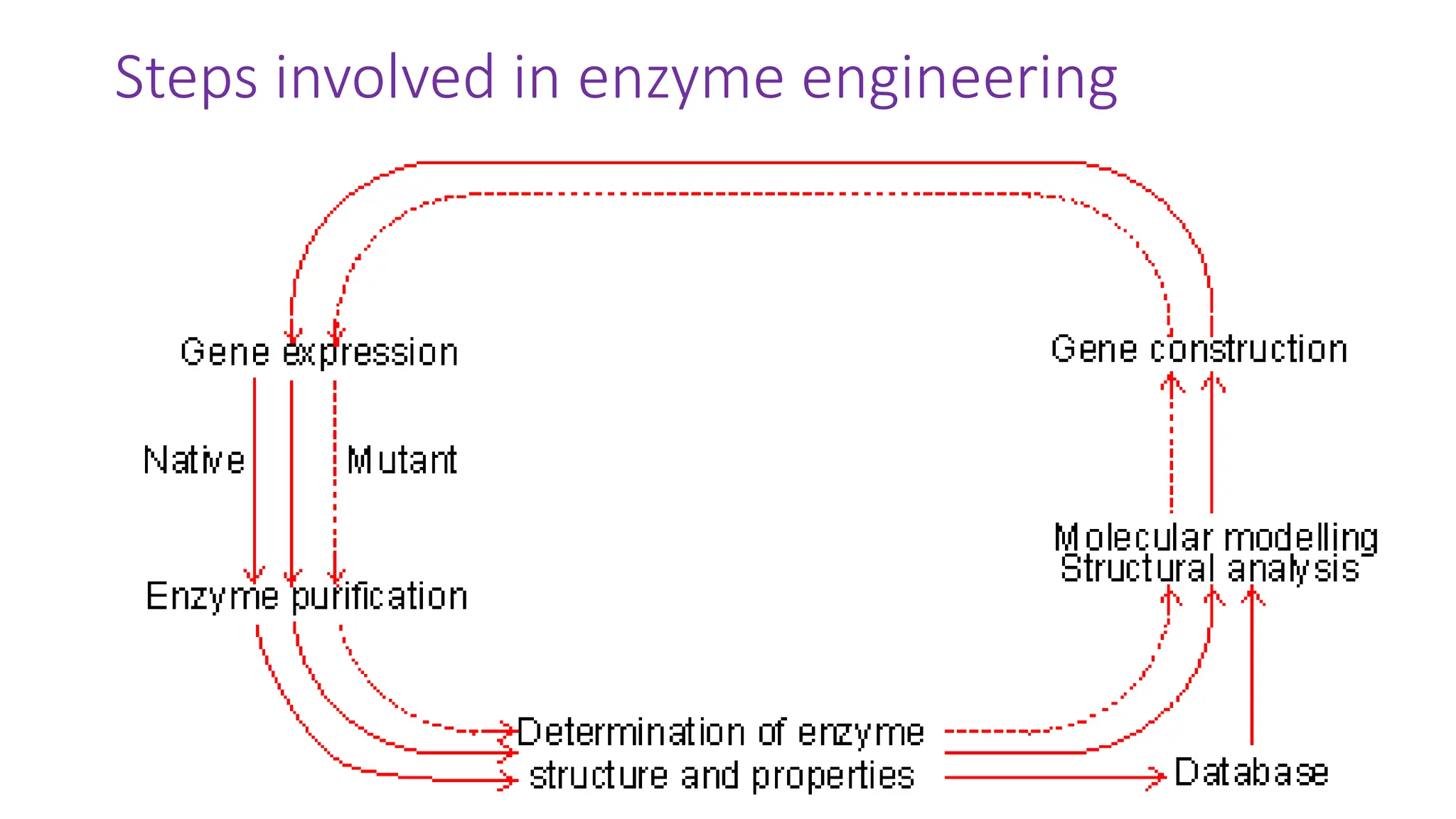 Steps involved in enzyme engineering
 