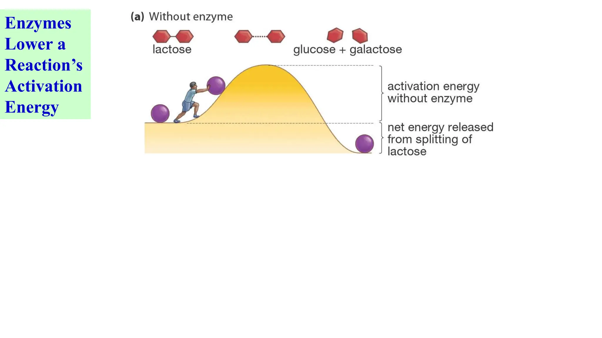 Enzymes
Lower a
Reaction’s
Activation
Energy
 