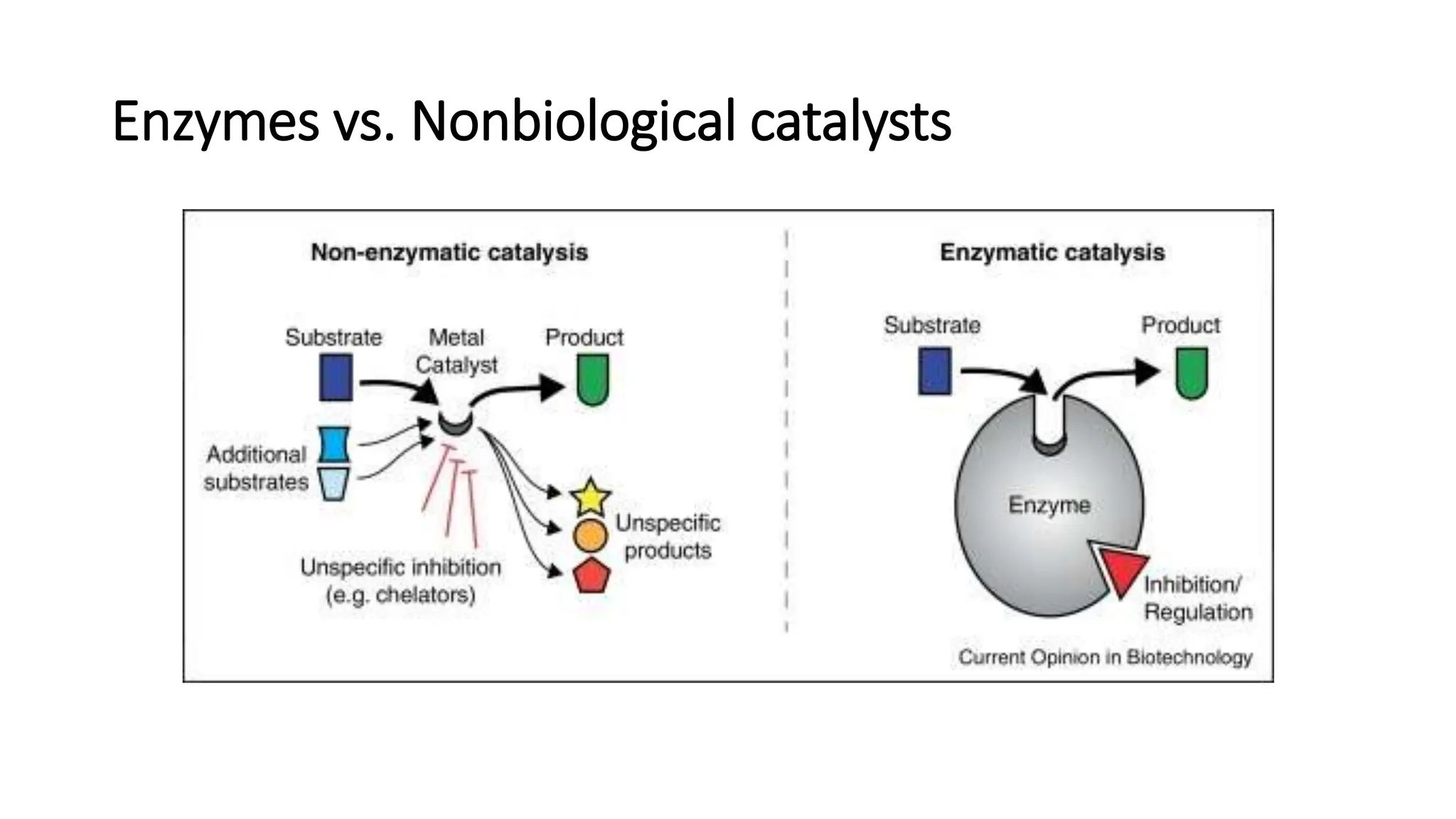 Enzymes vs. Nonbiological catalysts
 