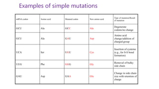 mRNA codon Amino acid Mutated codon New amino acid
Type of mutation/Result
of mutation
GCU Ala GCC Ala
Degenerate
codons/no change
GCU Ala GAU Asp
Amino acid
change/addition of
charged group
UCA Ser UGU Cys
Insertion of cysteine
(e.g., for S-S bond
formation)
UUG Phe GGG Gly
Removal of bulky
side chain
GAU Asp GAA Glu
Change in side chain
size with retention of
charge
Examples of simple mutations
 