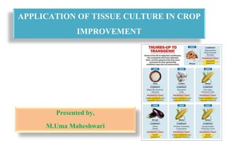 APPLICATION OF TISSUE CULTURE IN CROP
IMPROVEMENT
Presented by,
M.Uma Maheshwari
 