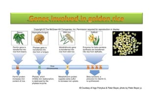 application of tissue culture in crop improvement | PPTX