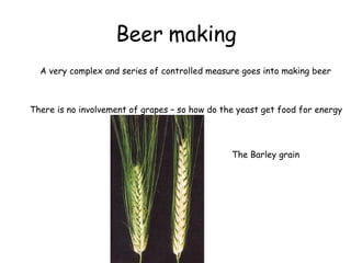 Beer making A very complex and series of controlled measure goes into making beer There is no involvement of grapes – so how do the yeast get food for energy The Barley grain 