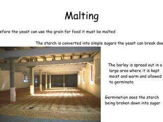 Malting Before the yeast can use the grain for food it must be malted The starch is converted into simple sugars the yeast can break down The barley is spread out in a large area where it is kept moist and warm and allowed to germinate Germination sees the starch  being broken down into sugar 