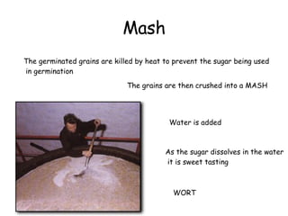 Mash The germinated grains are killed by heat to prevent the sugar being used in germination The grains are then crushed into a MASH Water is added  As the sugar dissolves in the water it is sweet tasting WORT 