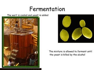 Fermentation The wort is cooled and yeast is added The mixture is allowed to ferment until the yeast is killed by the alcohol 