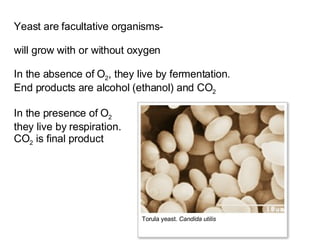 Yeast are facultative organisms-  will grow with or without oxygen  In the absence of O 2 , they live by fermentation.  End products are alcohol (ethanol) and CO 2   In the presence of O 2 they live by respiration.  CO 2  is final product Torula yeast.  Candida utilis 